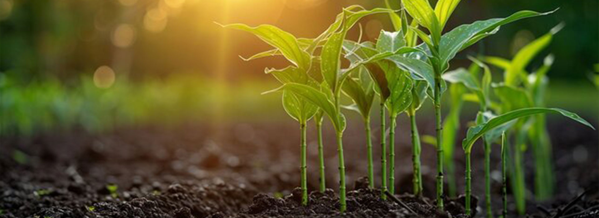 SPS-Organics-India-Pvt-Ltd