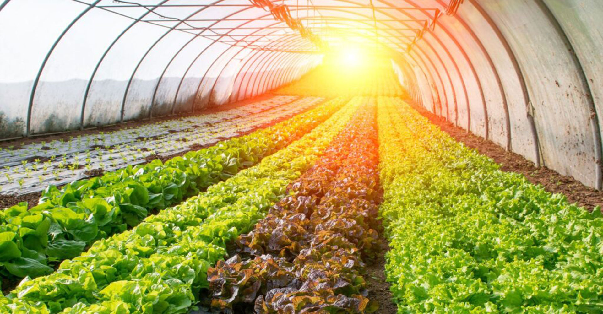 SPS-Organics-India-Pvt-Ltd