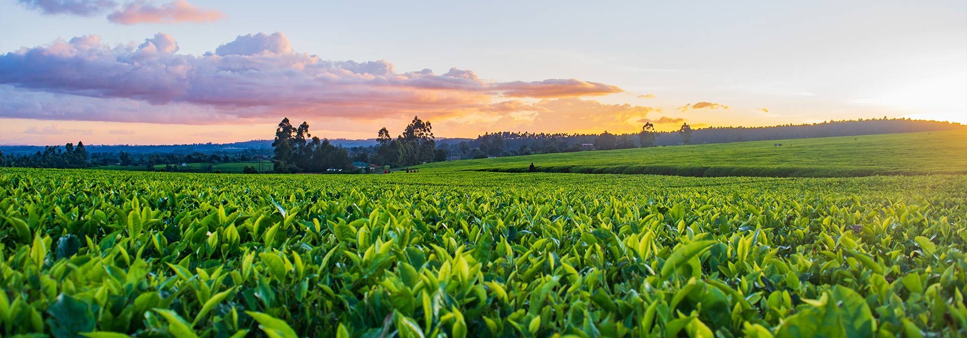 SPS-Organics-India-Pvt-Ltd