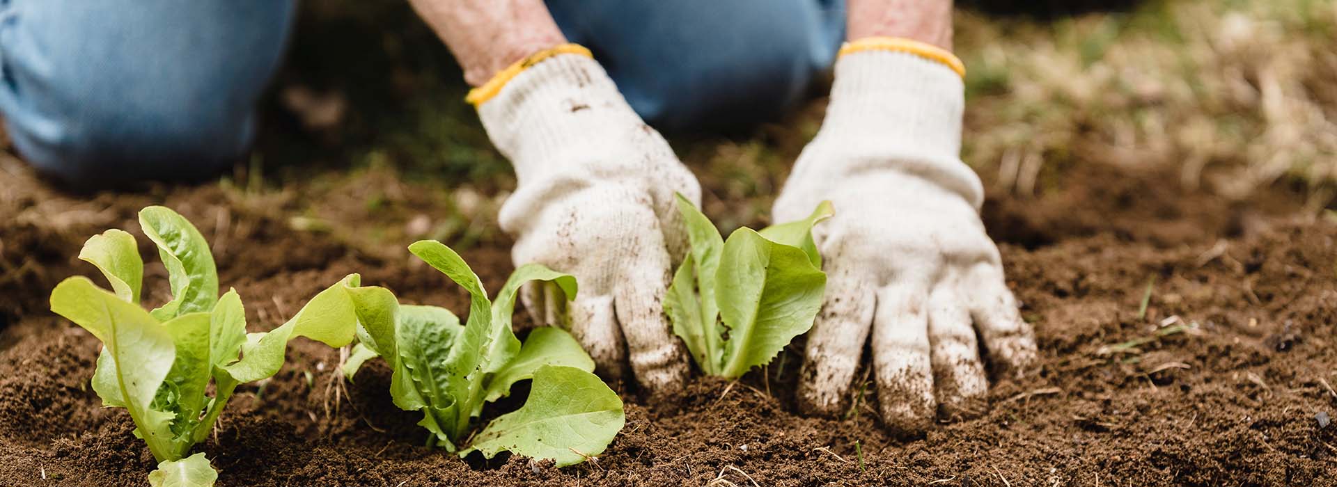 SPS Organics India Private Limited