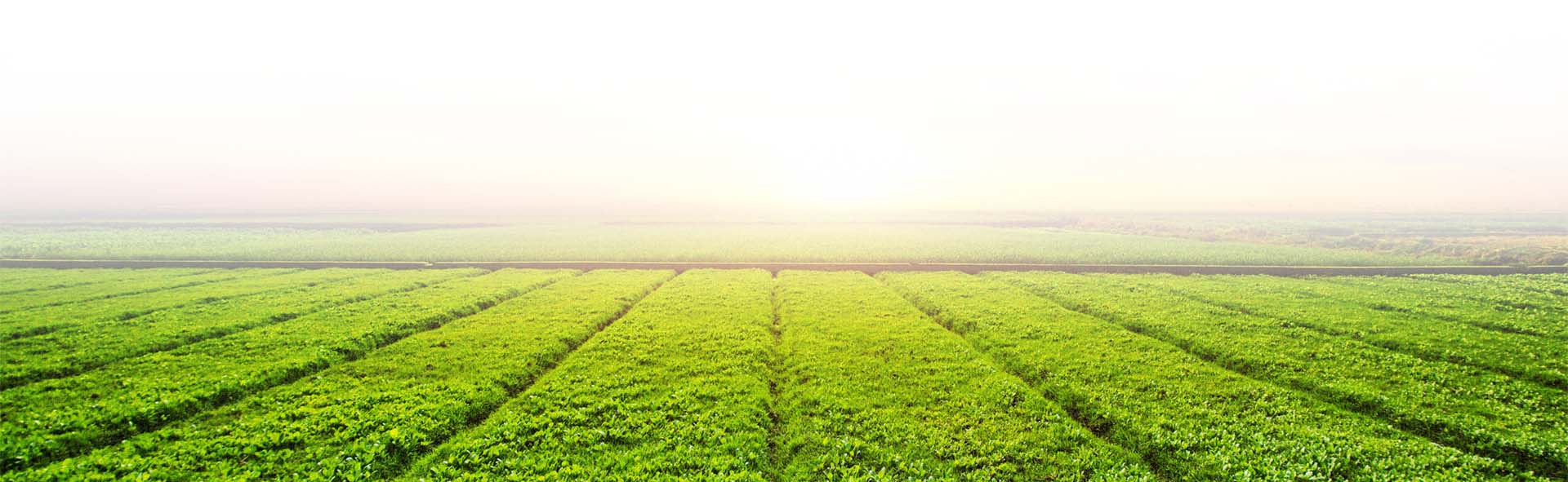 SPS-Organics-India-Pvt-Ltd