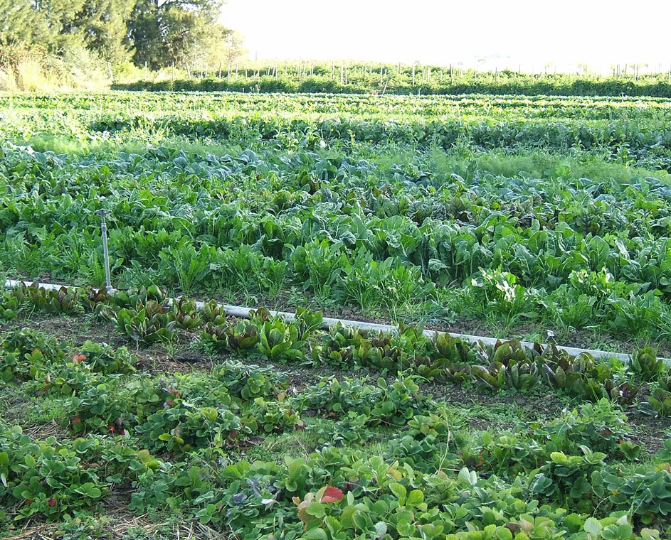 SPS-Organics-India-Pvt-Ltd