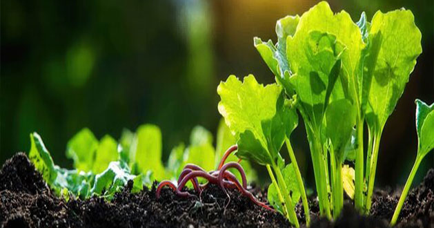 SPS-Organics-India-Pvt-Ltd