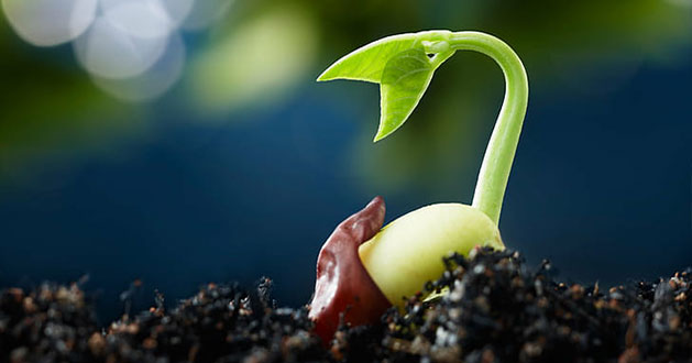 SPS-Organics-India-Pvt-Ltd