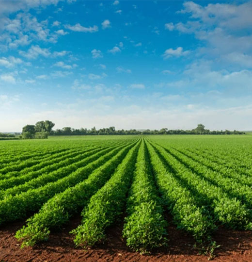 SPS-Organics-India-Pvt-Ltd