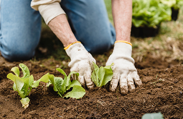 SPS-Organics-India-Pvt-Ltd