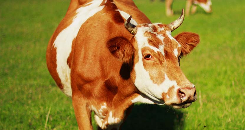 SPS-Organics-India-Pvt-Ltd